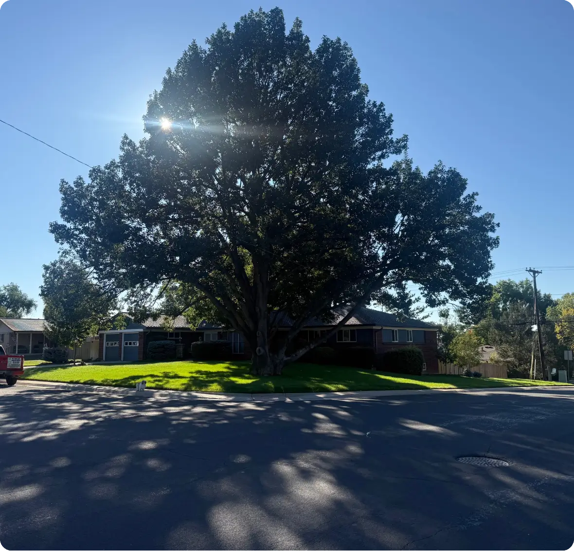 Large tree shading suburban corner house