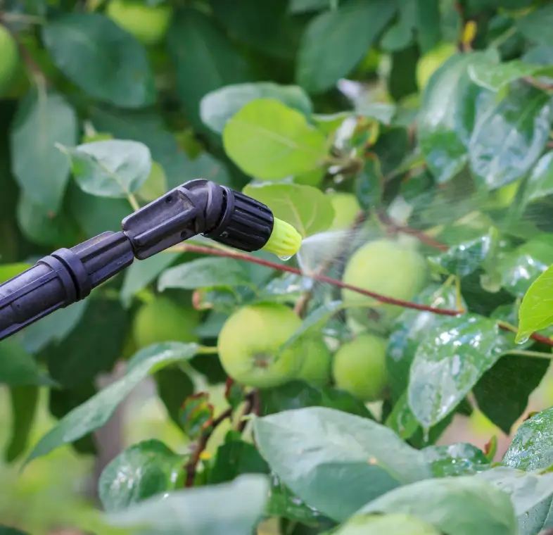 Sprayer nozzle misting unripe fruit and leaves